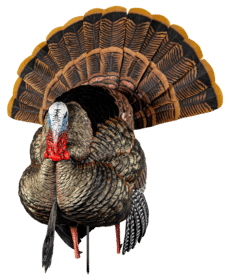 Avian X Heavy Duty Realism Strutter Turkey Decoy features an integrated stand